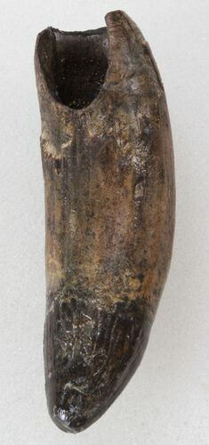 Rooted Crocodilian Tooth - Hell Creek Formation #38276